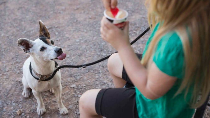 Little dog sat with tongue out looking excited to try the tub of Scoop's Ice Cream for Dogs being held by a girl at Dunster Castle, Somerset